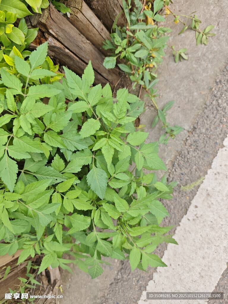 路邊生長(zhǎng)的翠綠植物