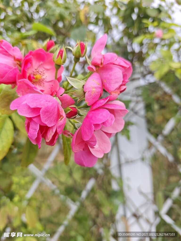 嬌艷粉色花朵綻放
