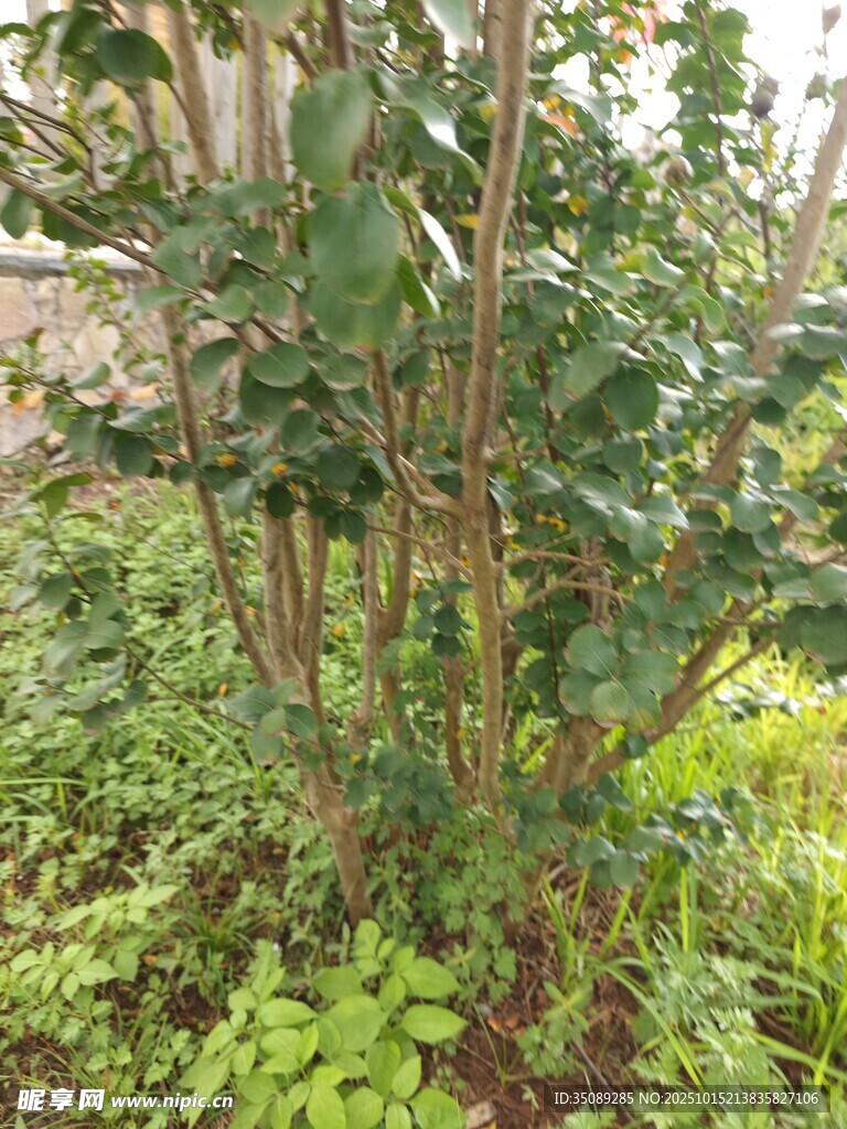 庭院中繁茂的綠植景觀