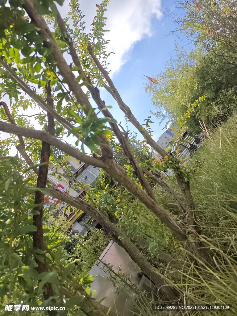 繁茂樹枝下的自然景致