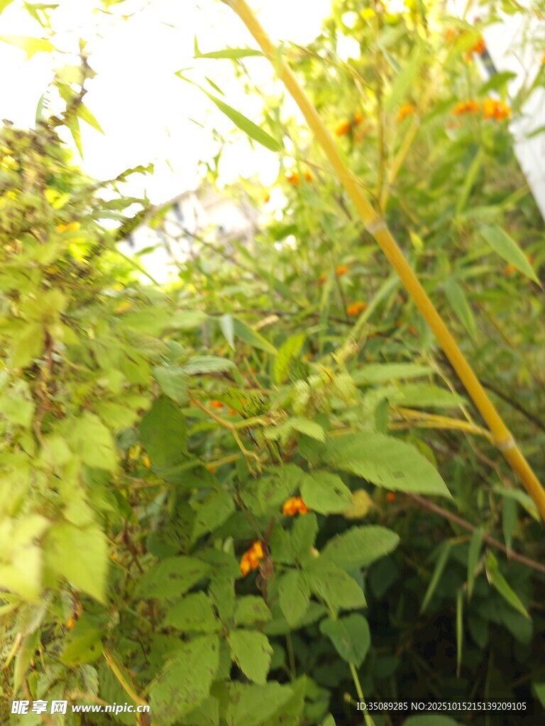 繁茂綠植中的鮮艷小花