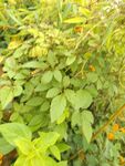 繁茂綠植生機(jī)盎然