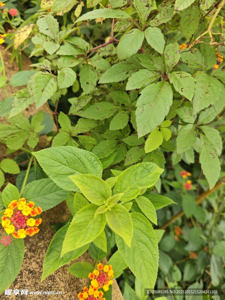 綠葉間綻放的鮮艷小花