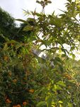 繁茂綠植展現(xiàn)自然生機(jī)