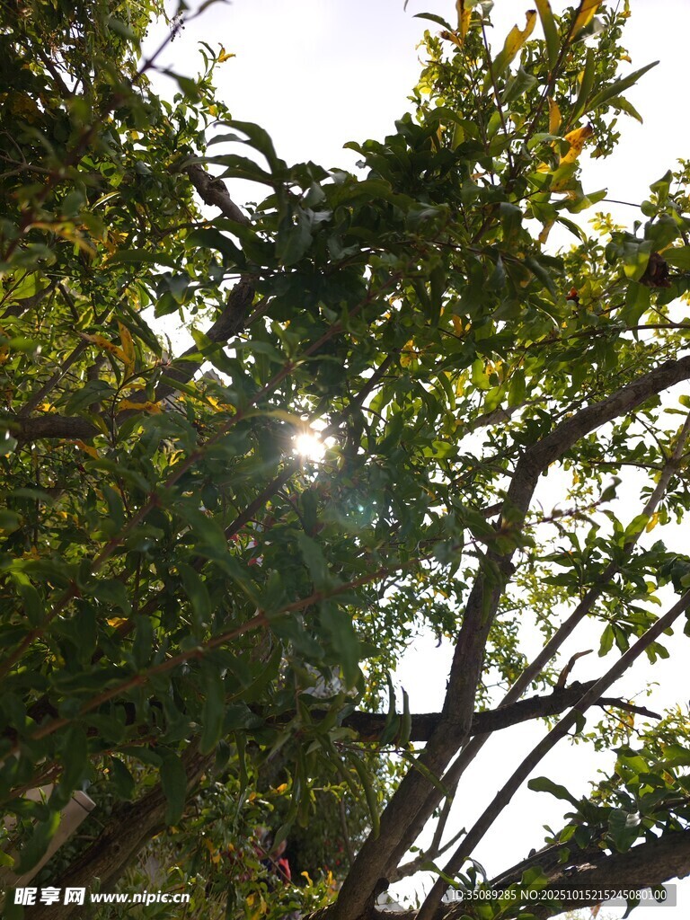 陽光透過枝葉的綠意景象