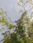 陽光下的翠綠竹子