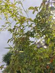綠葉繁茂的植物景觀