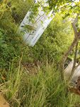 綠植環(huán)繞中的白色建筑
