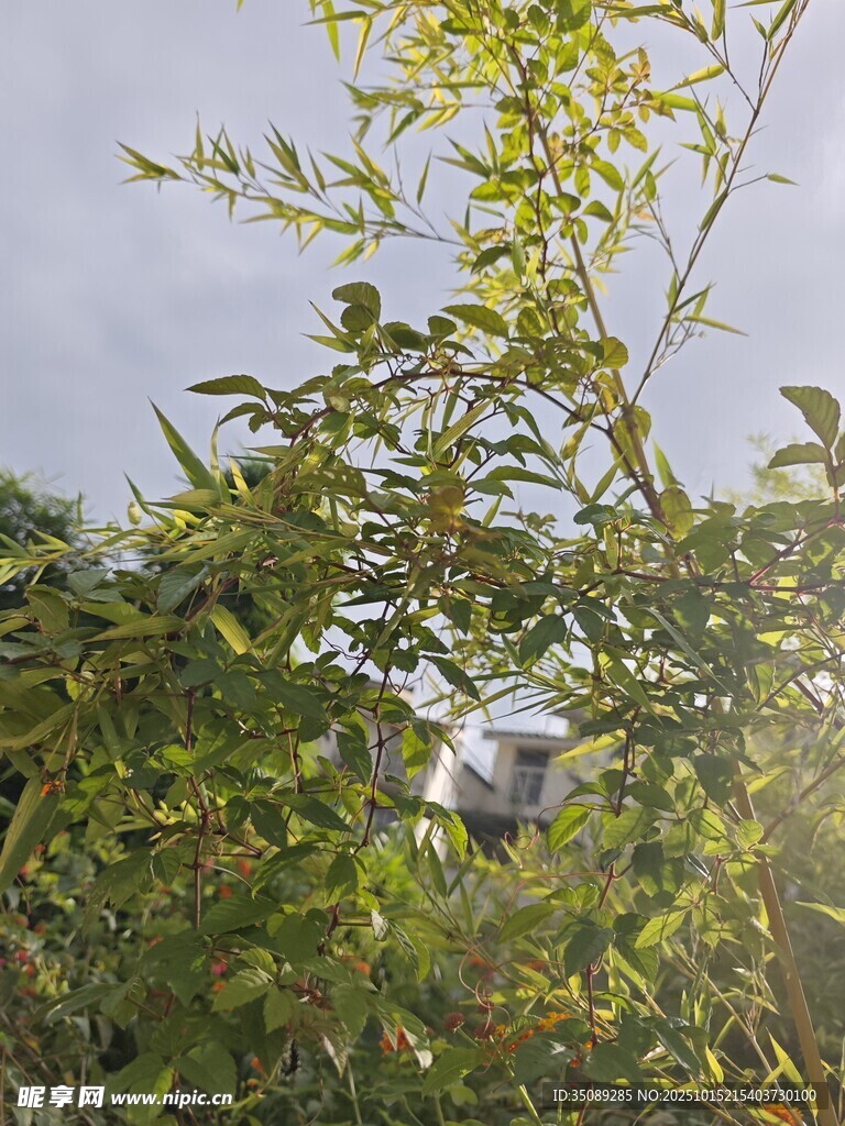 綠葉間的神秘身影