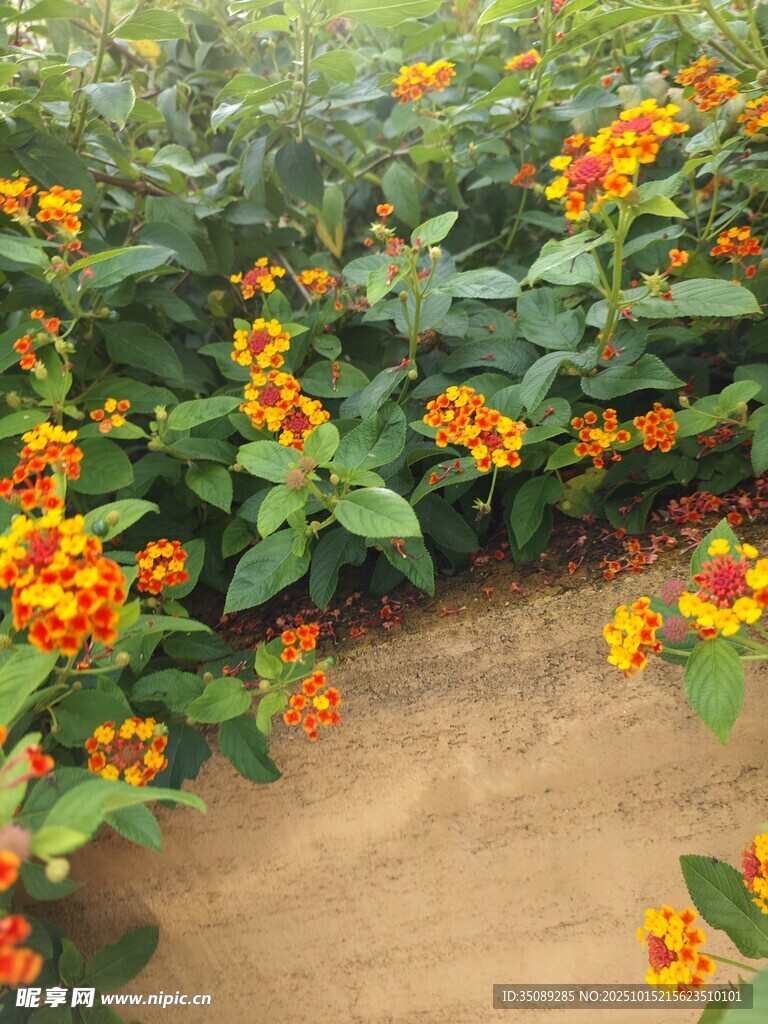 繽紛花叢中的泥土小徑