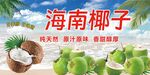 海南椰子