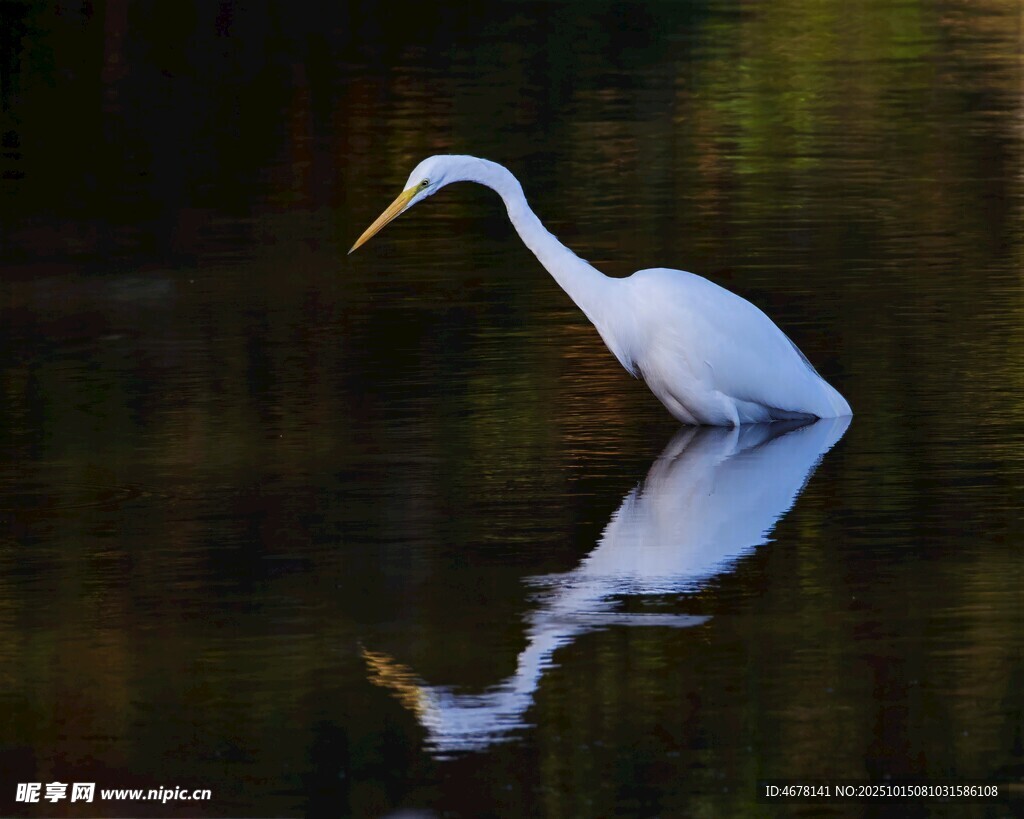 白鷺水中悠然倒影