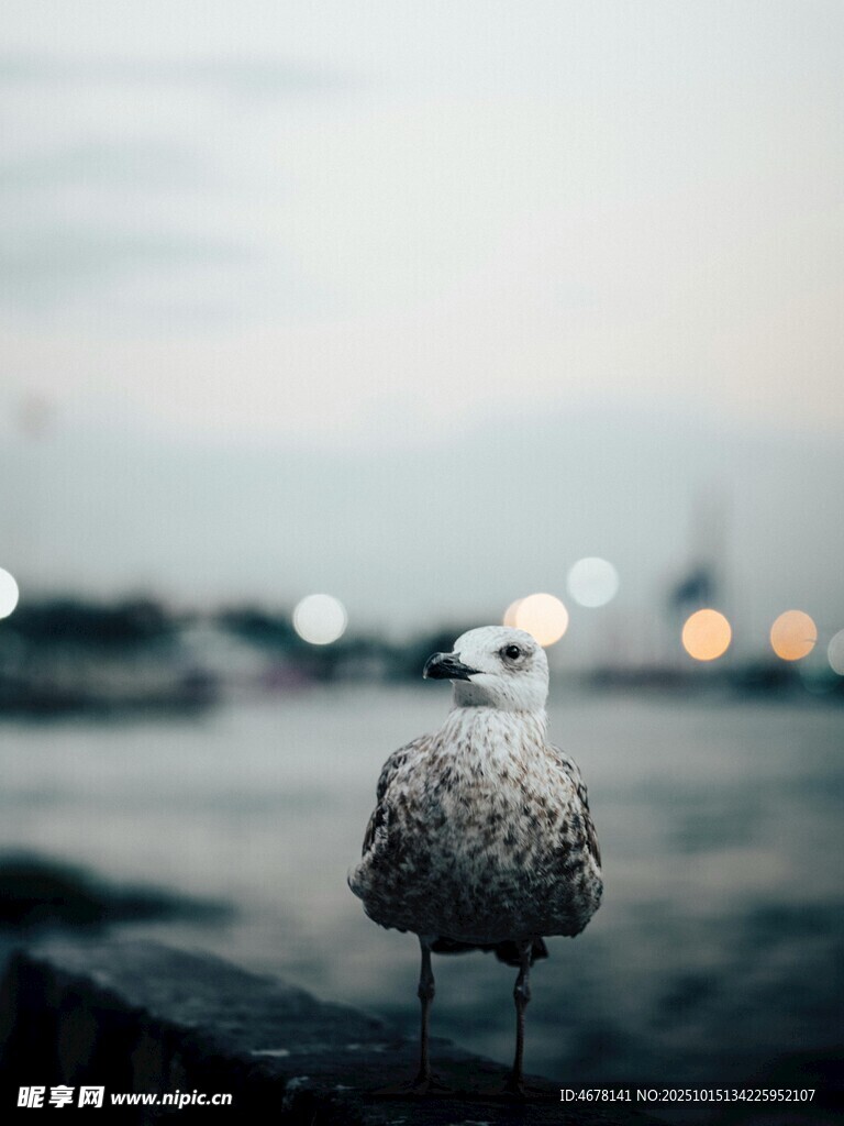 孤獨海鷗立于岸邊