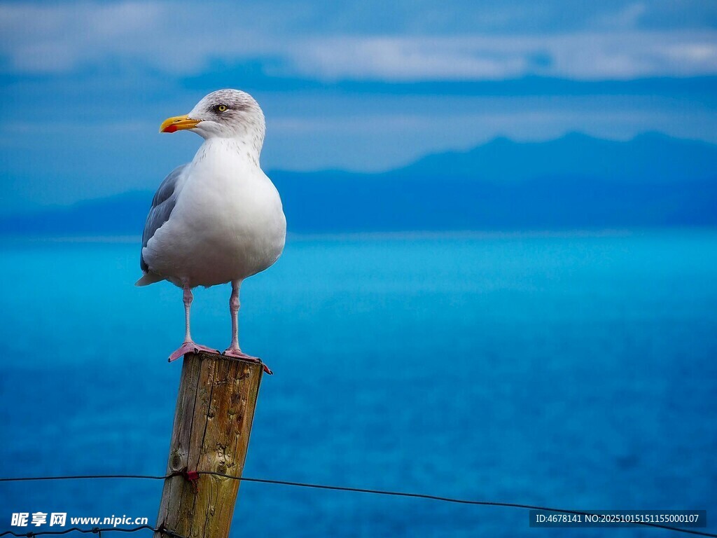 海鷗立于木樁眺望大海
