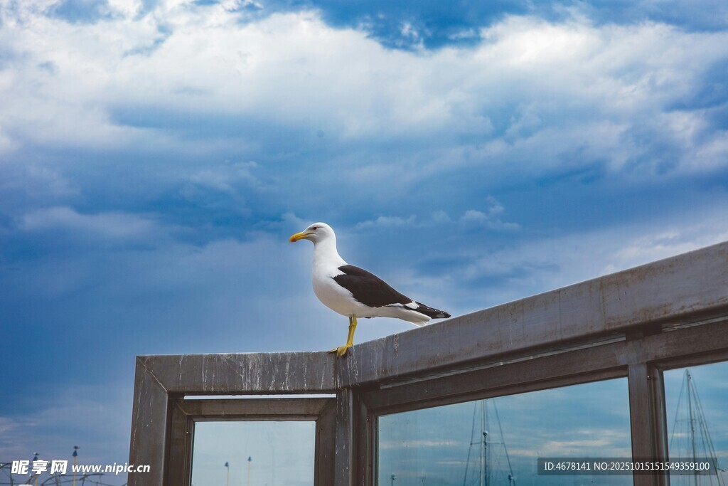 窗邊海鷗靜享天空景致