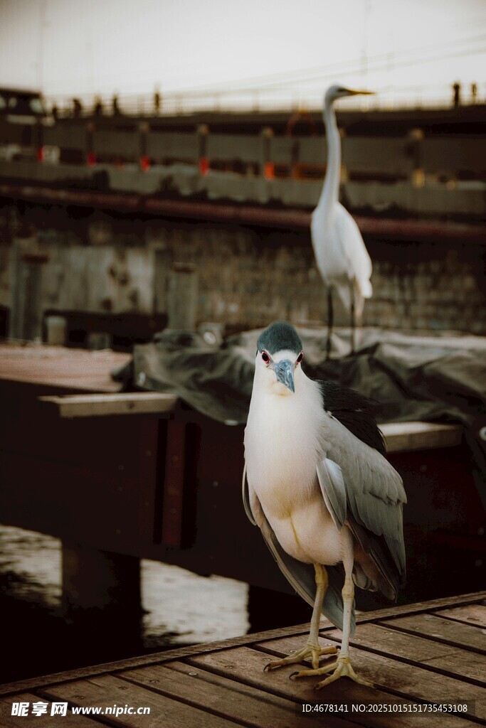 木棧道上的兩只鷺鳥