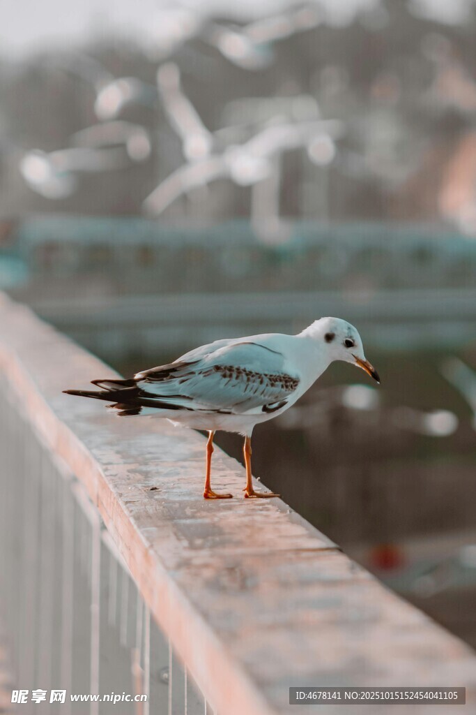 欄桿上的海鷗