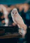 白色貓頭鷹棲息于平臺(tái)上