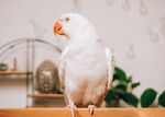 白色鸚鵡棲息于木臺(tái)上
