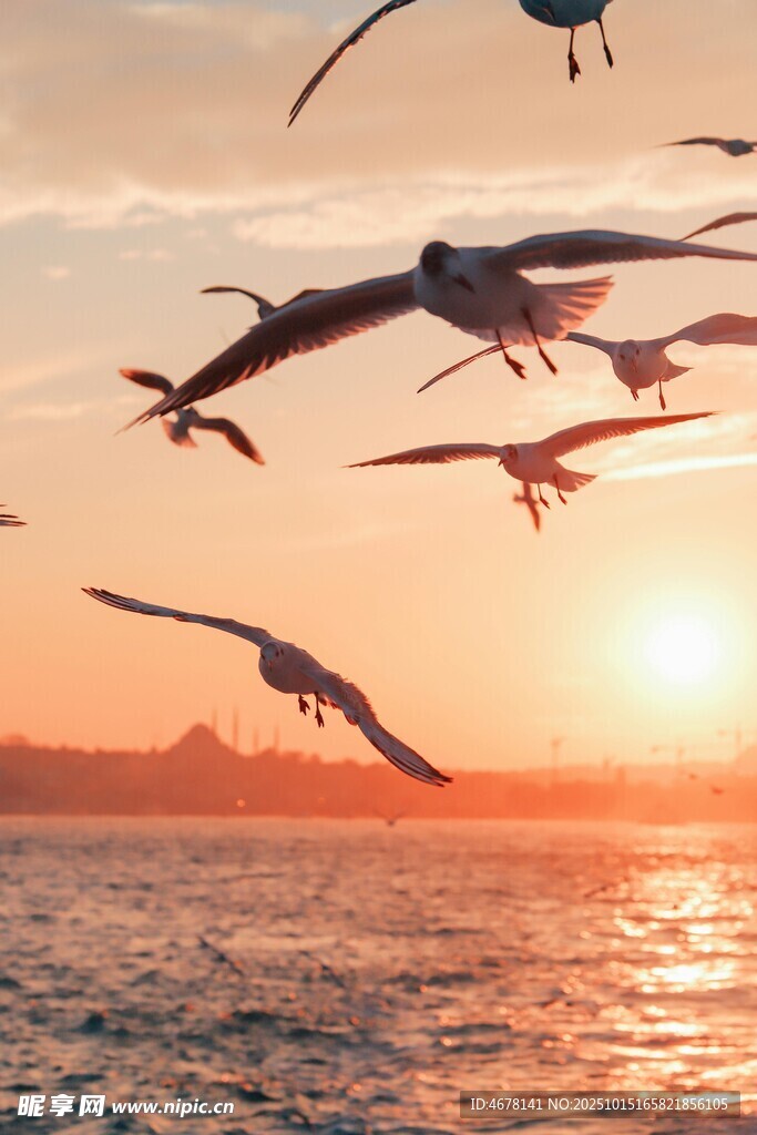 夕陽下海鷗翱翔于海面