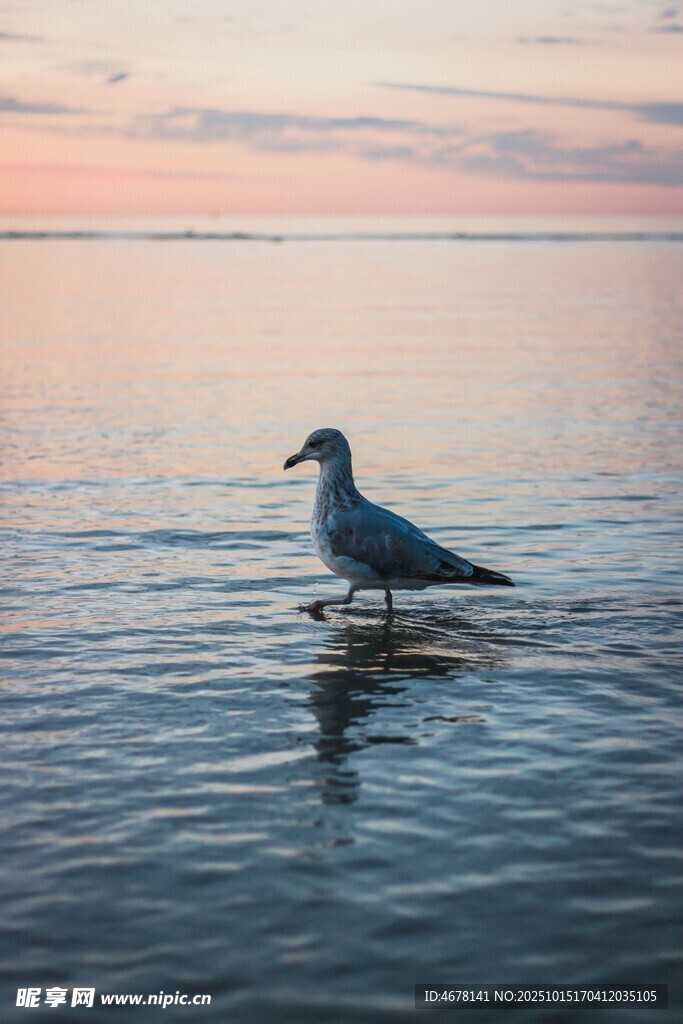 海鷗立于海面的靜謐時(shí)刻