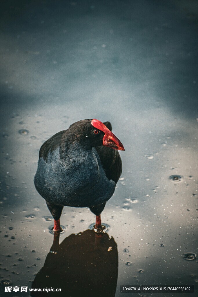 紅嘴水鳥立于濕地