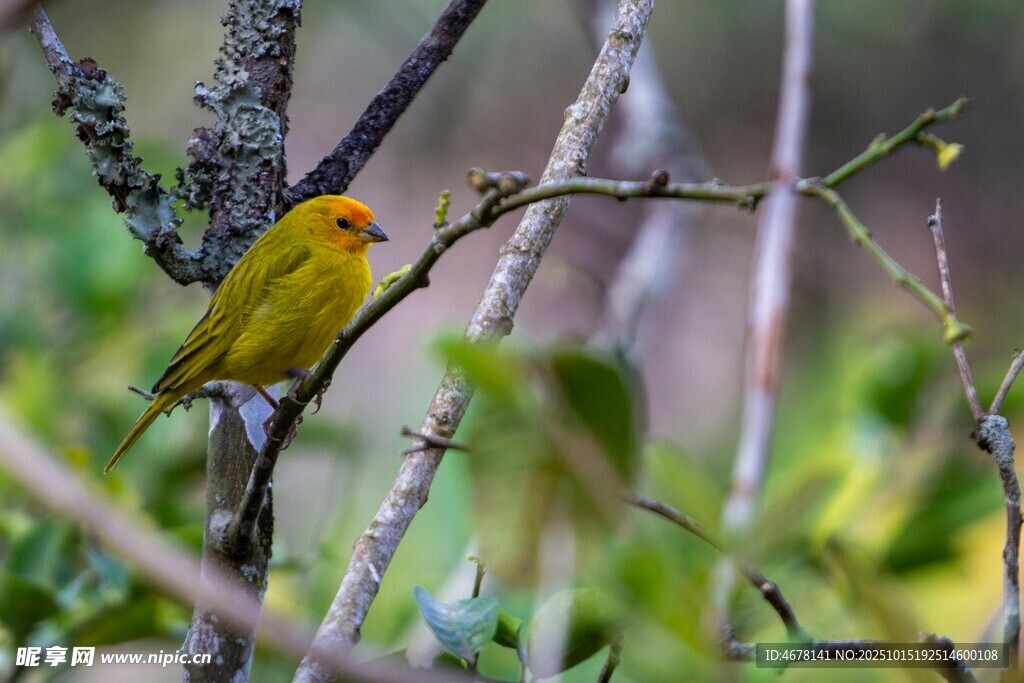 枝頭黃鳥
