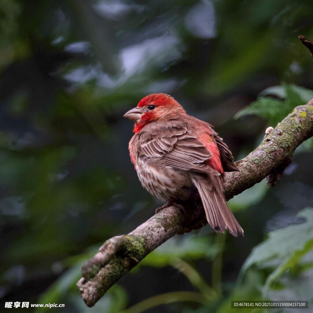 枝頭紅羽小鳥