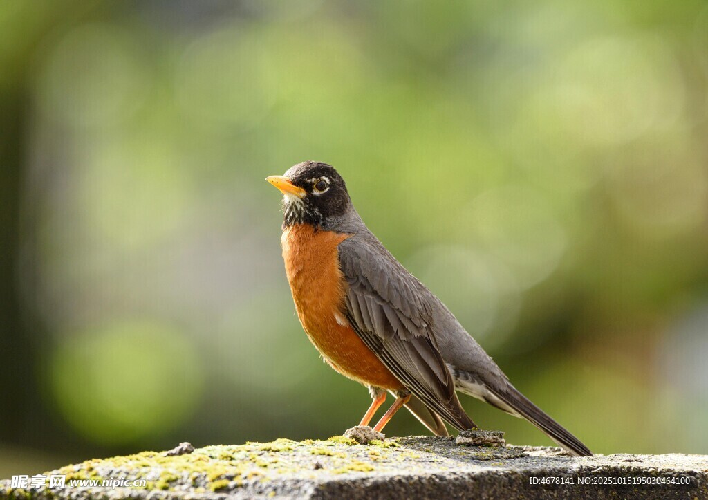 棲息于石上的美麗小鳥