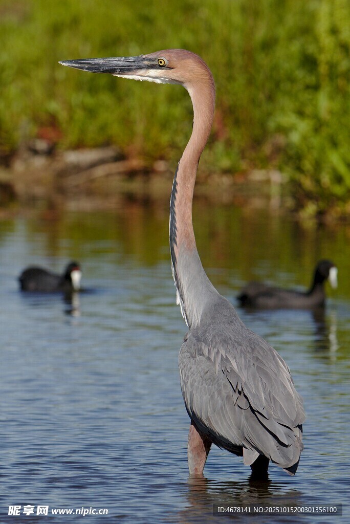 灰鷺立于水中的優(yōu)雅瞬間