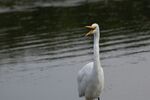 白鷺于水邊引頸鳴叫