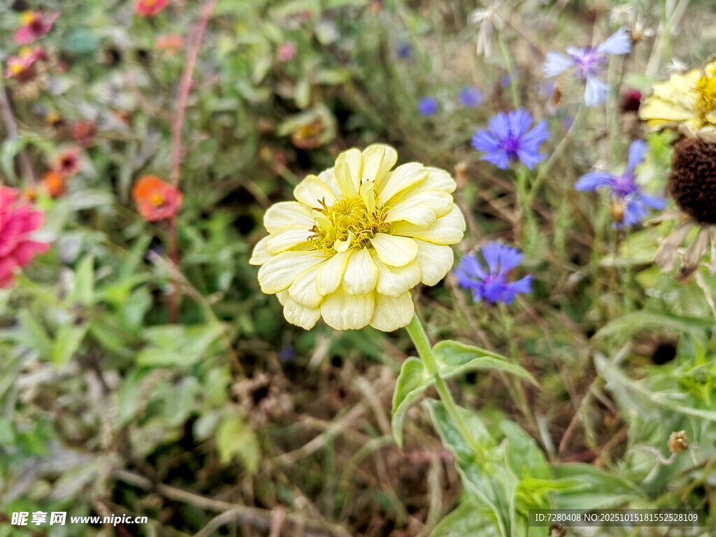 黃色花朵綻放于花叢中