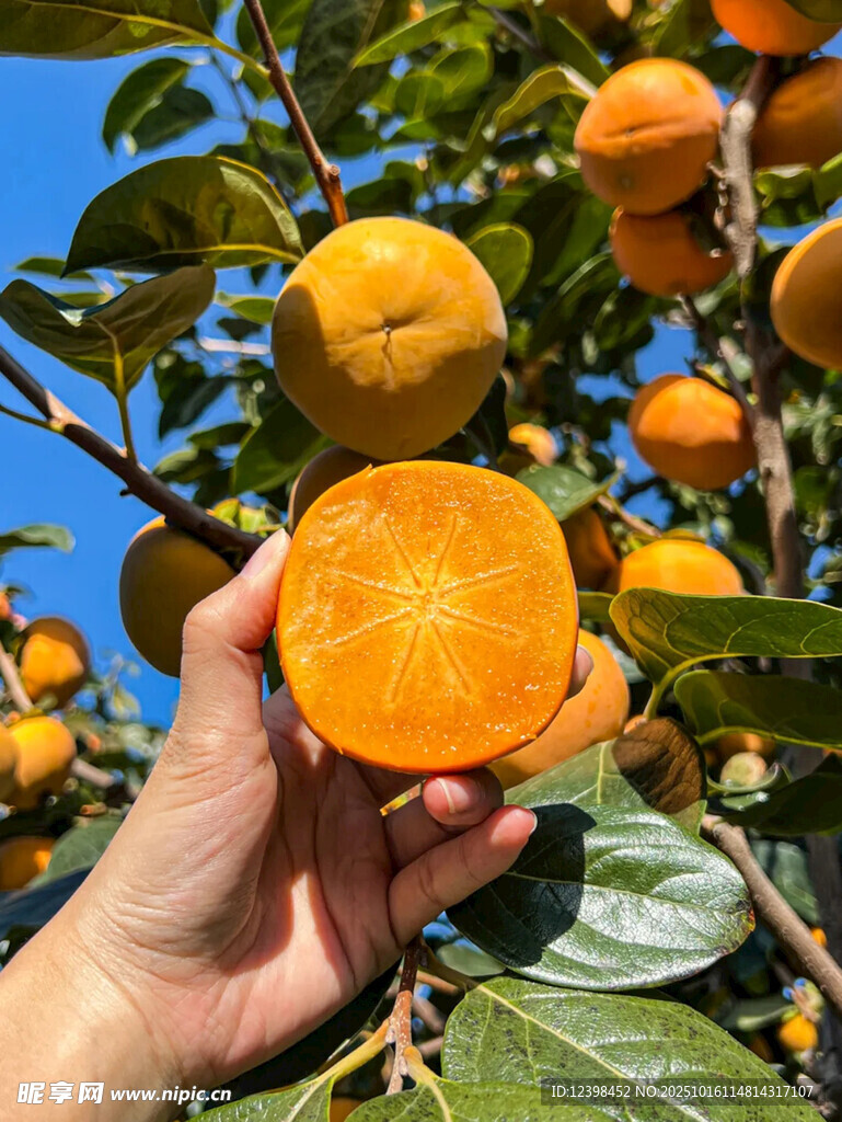 手捧剝開(kāi)的新鮮甜柿子