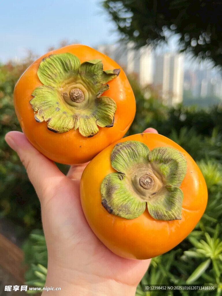 手捧鮮橙柿子