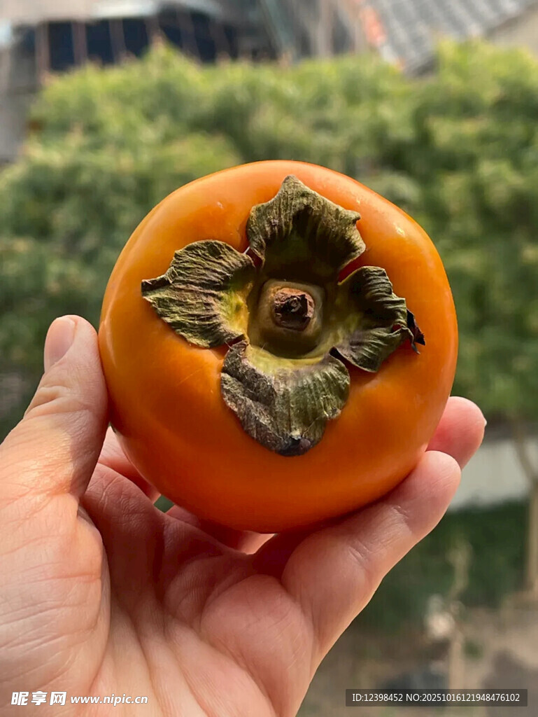 手捧新鮮柿子