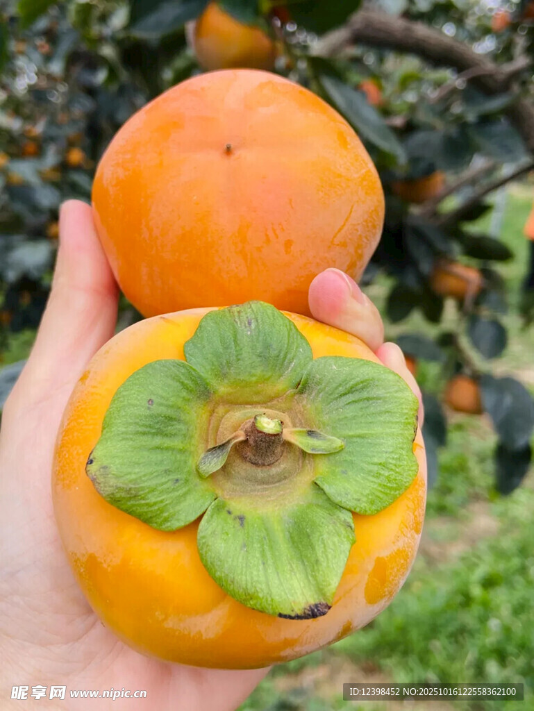 手捧新鮮柿子