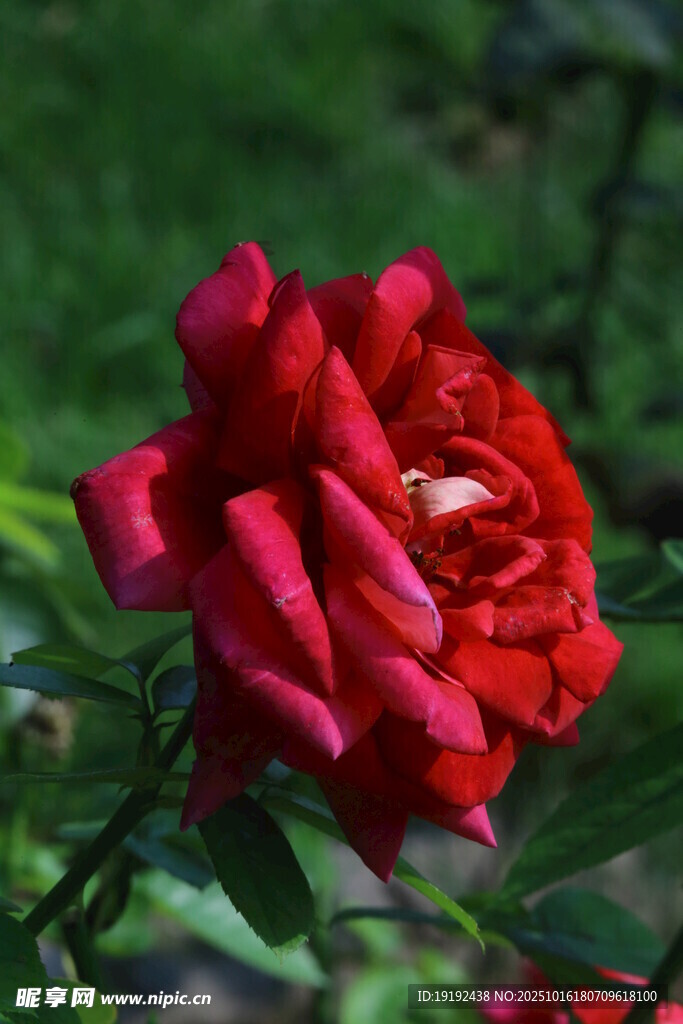 月季花  