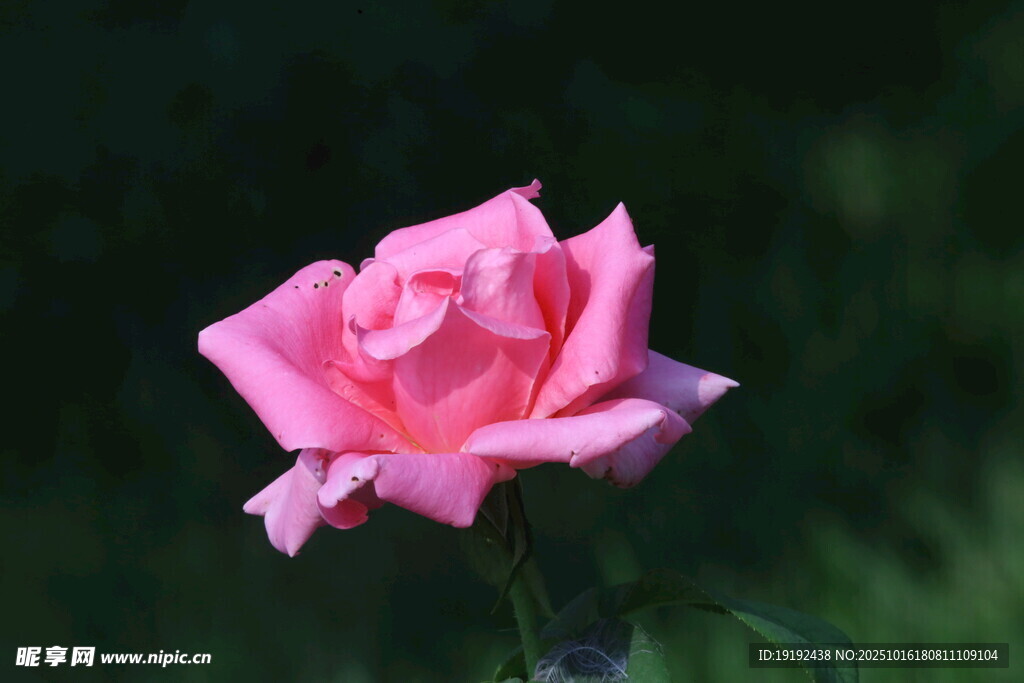 月季花  