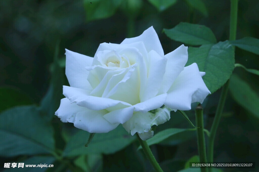 月季花  