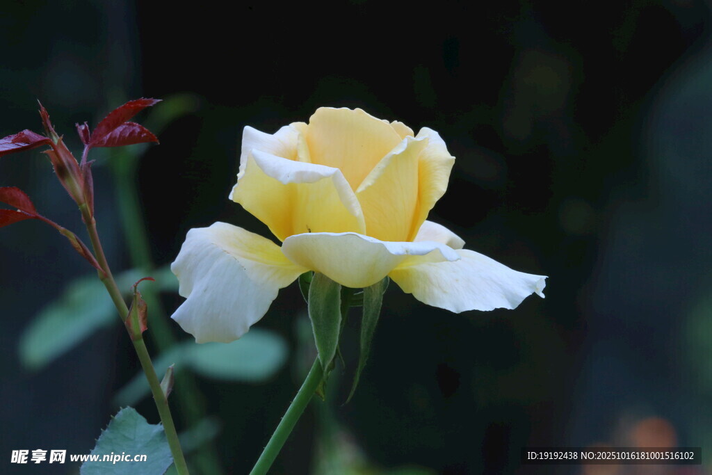 月季花  