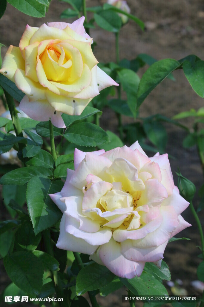 月季花 