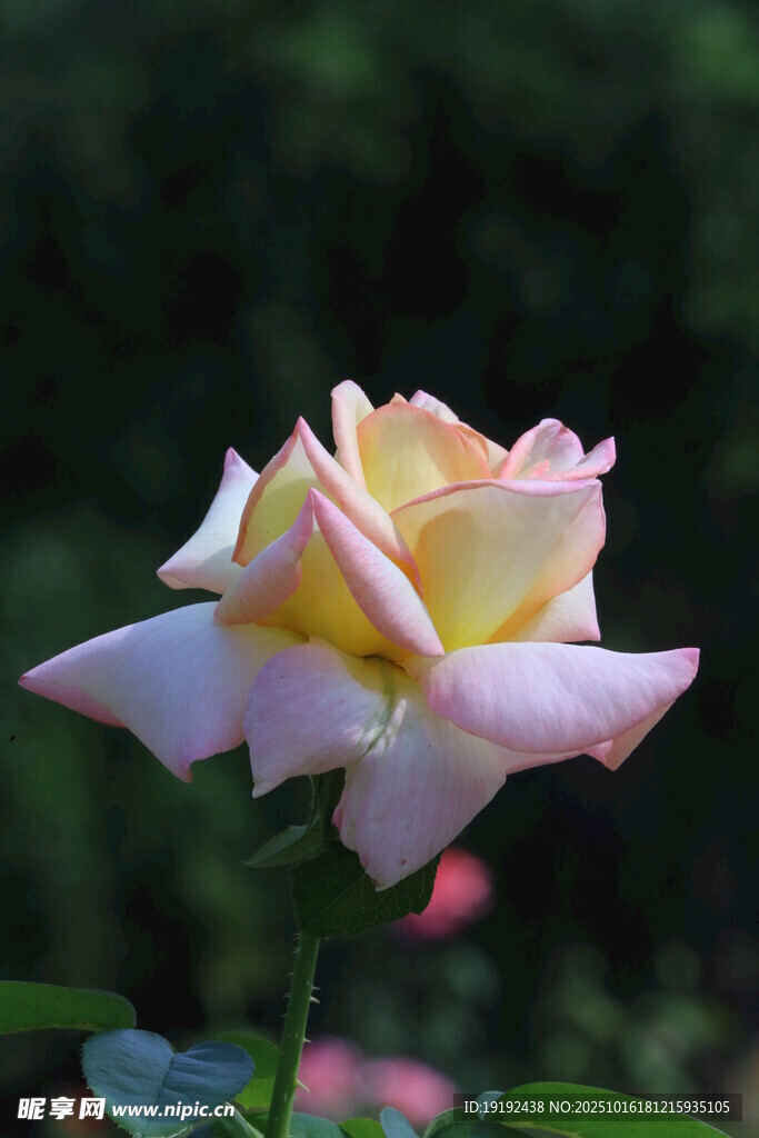 月季花 