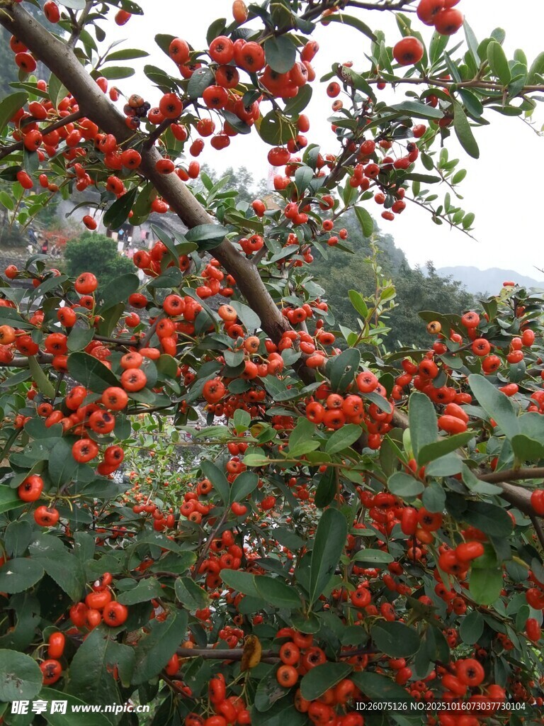 枝頭紅果累累的美麗景象