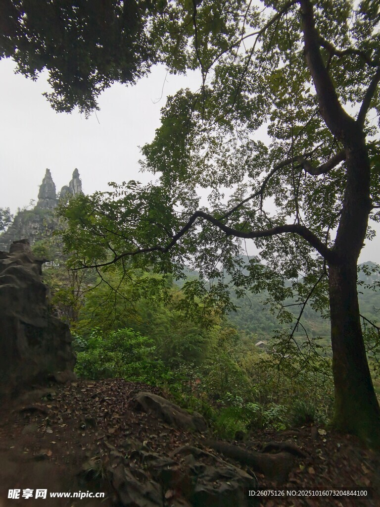 山林間的綠意景致