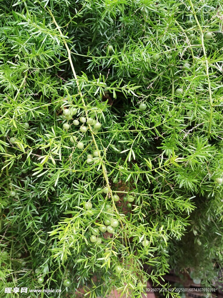 繁茂綠植生機(jī)盎然的景象