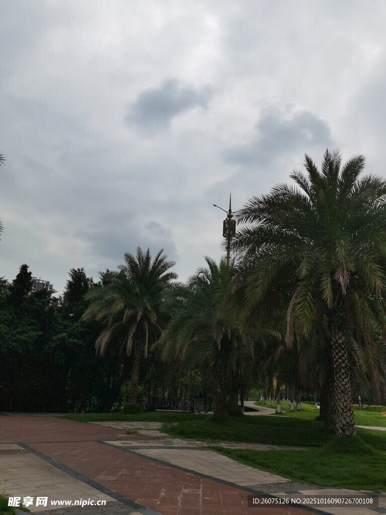 道路旁的蔥郁棕櫚樹