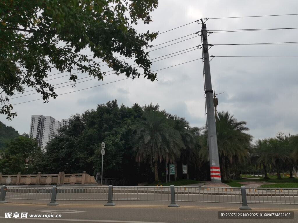 城市街道旁的電線桿與綠樹