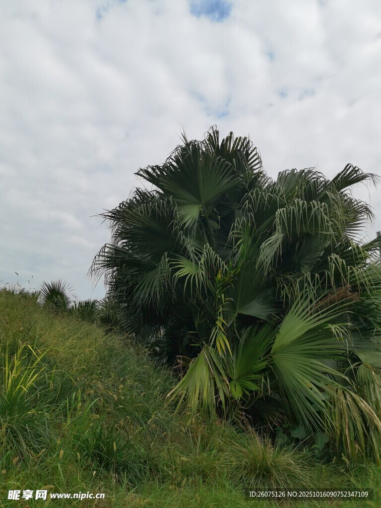 田野中的茂盛棕櫚樹