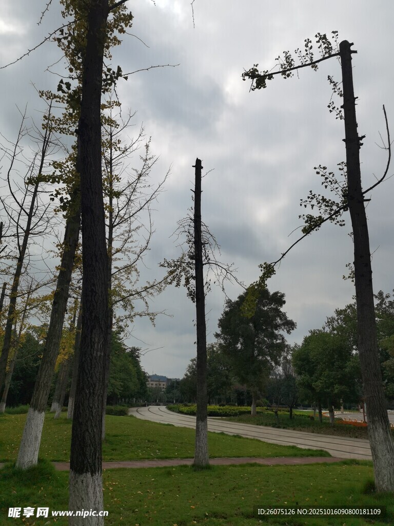 郊外枯樹與開闊草地景觀