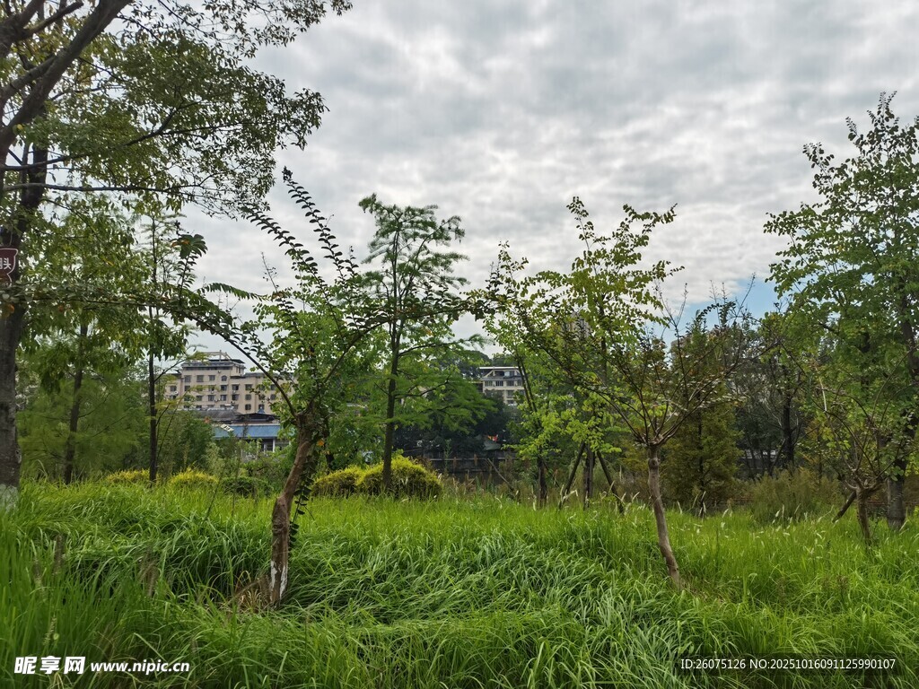 戶外綠意盎然的自然景致